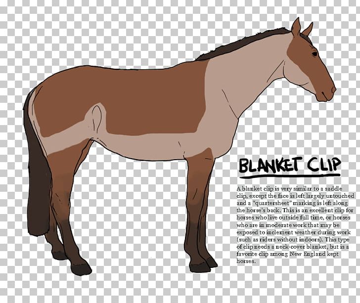 Mustang Stallion Mule Foal Colt PNG, Clipart, Bit, Bridle, Colt, Foal, Halter Free PNG Download