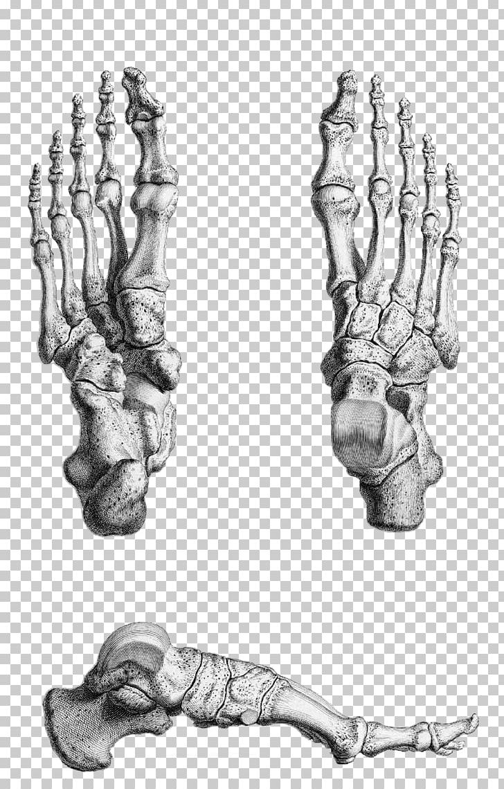 Thumb Human Skeleton Gray's Anatomy Foot PNG, Clipart,  Free PNG Download