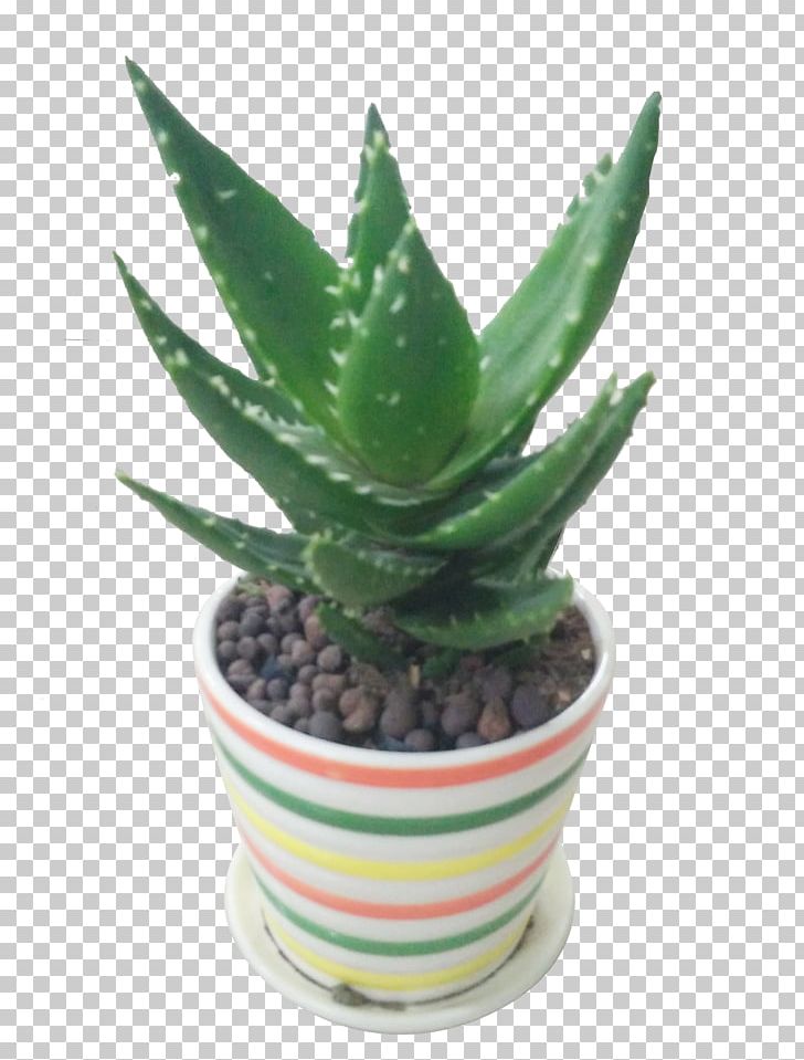 Aloe Vera Flowerpot Plant PNG, Clipart, Aloe, Aloe Vera, Beauty, Bonsai, Cactus Free PNG Download