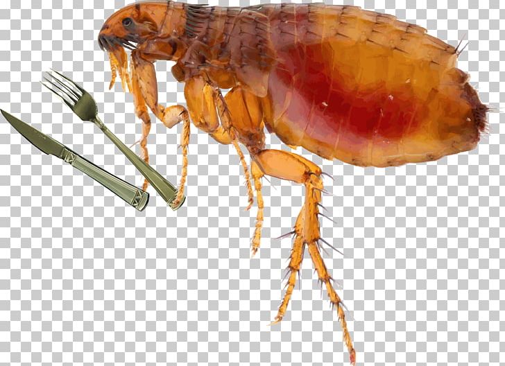 Cat Insect Fleas And Flea Control Dog PNG, Clipart, Animals, Arthropod, Bed Bug, Bug, Cat Free PNG Download
