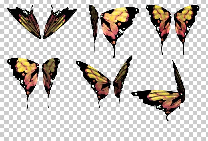 Nymphalidae Butterfly Moth Insect Drawing PNG, Clipart, Art, Arthropod, Brush Footed Butterfly, Butterfly, Collection Free PNG Download