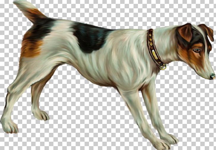 Russell Terrier Tenterfield Terrier Danish–Swedish Farmdog Smooth Fox Terrier Painting PNG, Clipart, Animal, Art, Carnivoran, Companion Dog, Danish Swedish Farmdog Free PNG Download