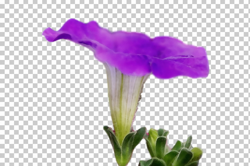 Plant Stem Cut Flowers Petal Purple PNG, Clipart, Biology, Cut Flowers, Family, Flower, Paint Free PNG Download