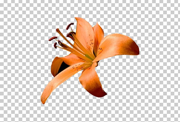 Close-up Lily M PNG, Clipart, Closeup, Flower, Flowering Plant, Lily, Lily M Free PNG Download