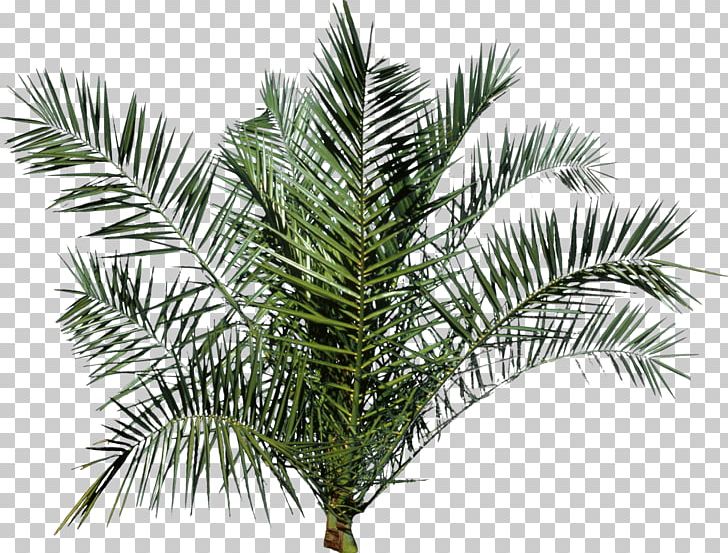 Tree Arecaceae PNG, Clipart, Arecaceae, Arecales, Attalea Speciosa, Borassus Flabellifer, Branch Free PNG Download