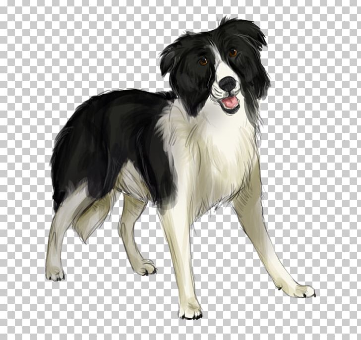 Border Collie English Shepherd Stabyhoun Rough Collie Dog Breed PNG, Clipart, Animal, Border Collie, Carnivoran, Collie, Companion Dog Free PNG Download