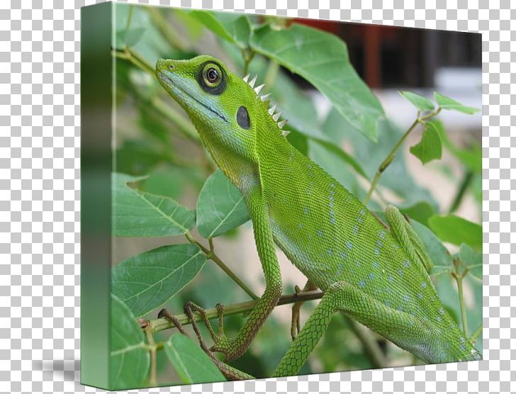 Chameleons Frog Green Anole PNG, Clipart, American Chameleon, Amphibian, Animals, Chameleons, Dactyloidae Free PNG Download