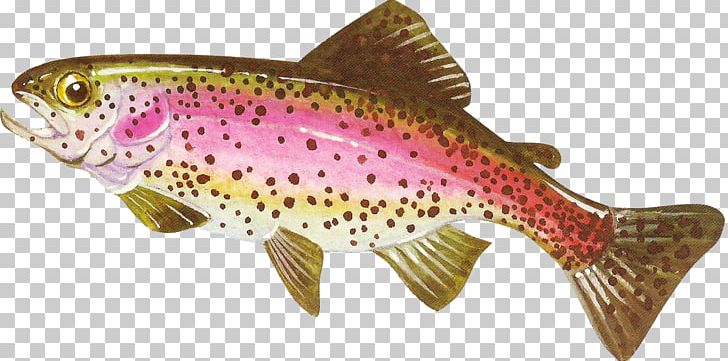 Coastal Cutthroat Trout Salmon Freshwater Fish PNG, Clipart, Animals, Bony Fish, Child, Coastal Cutthroat Trout, Cod Free PNG Download