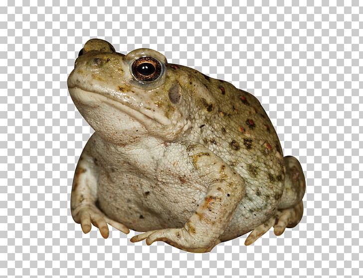 Colorado River Toad Aphrodisiac Frog PNG, Clipart, Amphibian, Animal, Animals, Aphrodisiac, Brown Free PNG Download