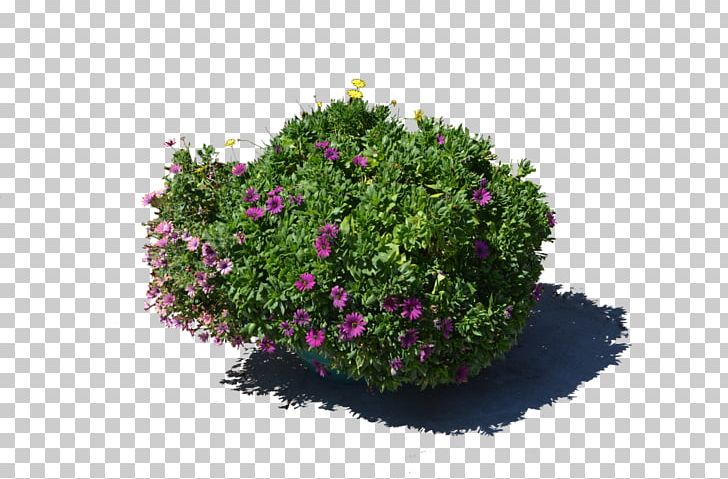 Flowerpot Plant Stock Photography PNG, Clipart, Annual Plant, Art, Cut Flowers, Deviantart, Flora Free PNG Download