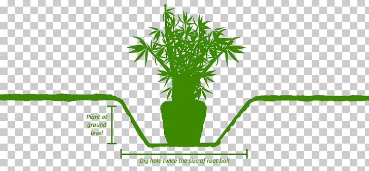 Grasses Phyllostachys Rubromarginata Henon Phyllostachys Aurea Phyllostachys Edulis PNG, Clipart, Bamboo Shoot, Culm, Flowerpot, Grass, Grasses Free PNG Download