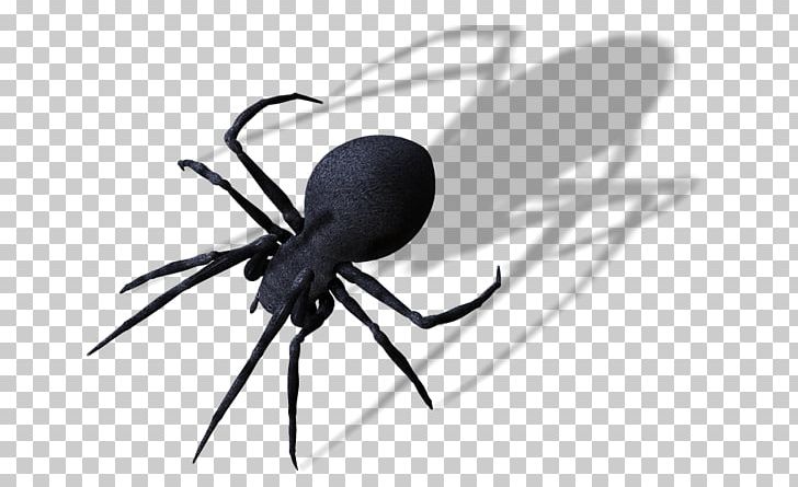Widow Spiders Spider Web PNG, Clipart, Arachnid, Arthropod, Black Widow, Creation, Download Free PNG Download