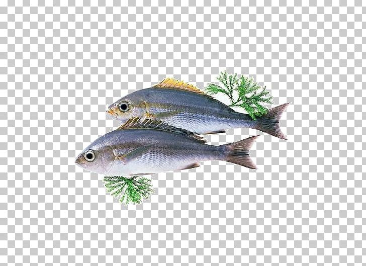 Australia Dietary Supplement Docosahexaenoic Acid Seaweed Oil PNG, Clipart, Anchovy, Animals, Barramundi, Beautiful, Blue Free PNG Download