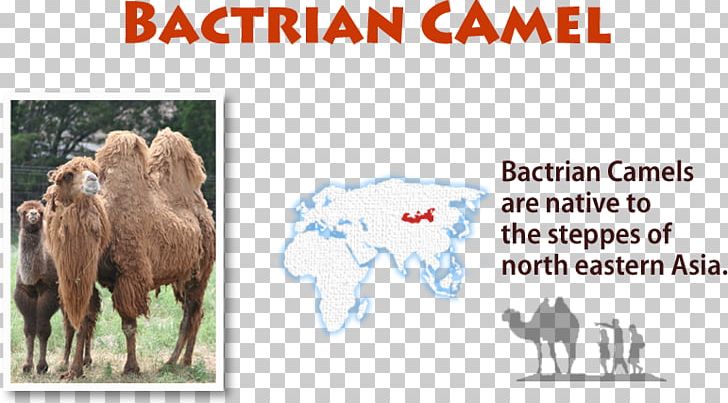Cattle American Ideals Goat Paperback Camel PNG, Clipart, Americans, Animals, Book, Camel, Camel Like Mammal Free PNG Download
