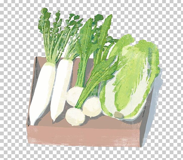 Daikon Vegetable Napa Cabbage Chinese Cabbage Illustration PNG, Clipart, Cabbage, Cartoon Character, Cartoon Eyes, Chard, Food Free PNG Download