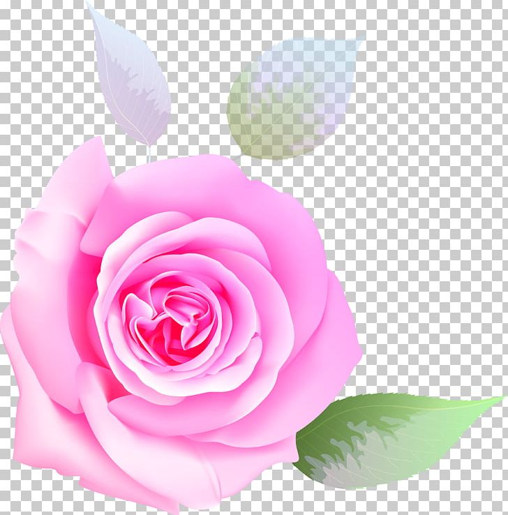 Garden Roses Beach Rose Flower Cabbage Rose PNG, Clipart, Beach Rose, Closeup, Computer Wallpaper, Cute, Cut Flowers Free PNG Download