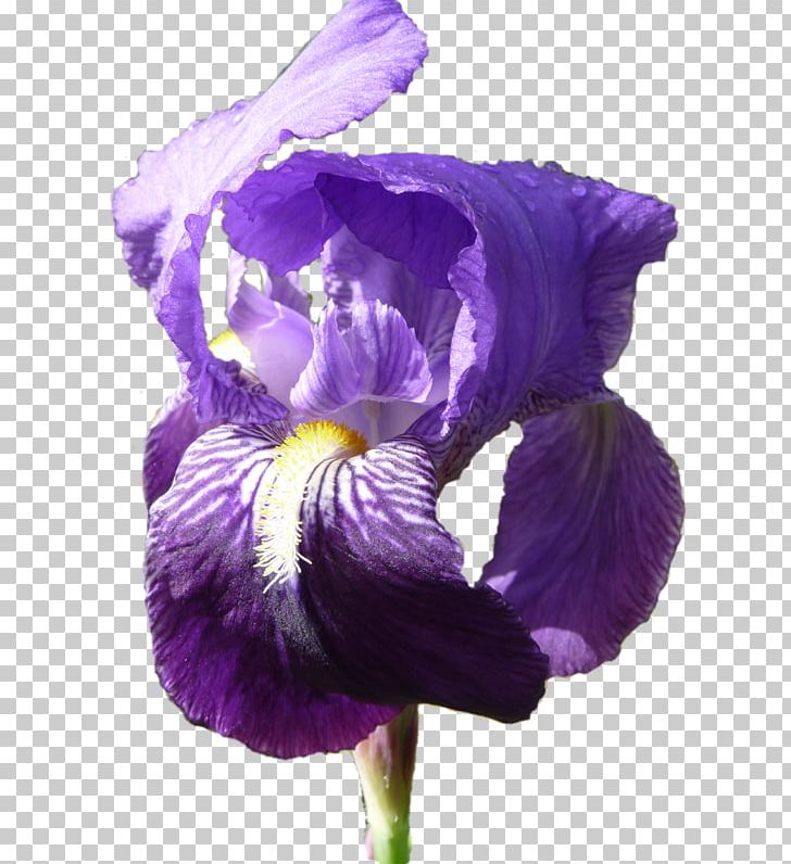 Pansy Orris Root Iris PNG, Clipart, Flower, Flowering Plant, Iris, Iris Family, Jonquille Free PNG Download