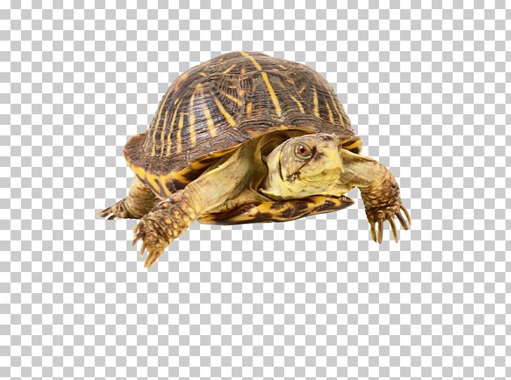 Sea Turtle Common Snapping Turtle Reptile Ornate Box Turtle PNG, Clipart, Animal, Box Turtle, Box Turtles, Chelydridae, Common Snapping Turtle Free PNG Download