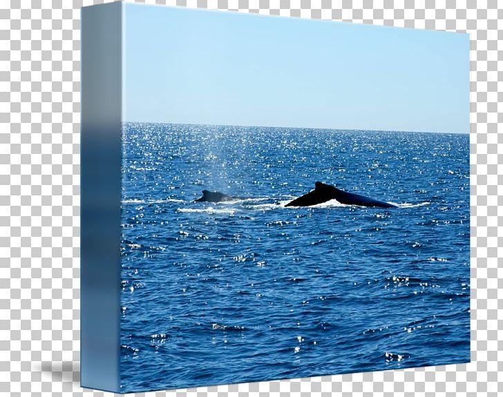 Whale Dolphin Cetacea Marine Mammal Porpoise PNG, Clipart, Animals, Cetacea, Curtain, Dolphin, Douchegordijn Free PNG Download