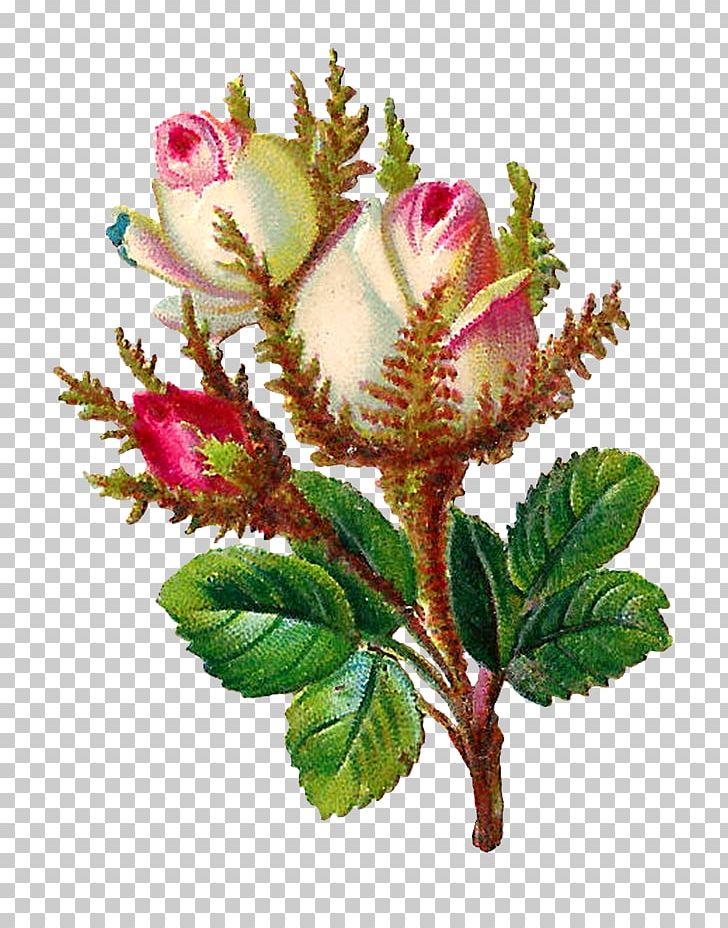 Centifolia Roses Flower Digital Scrapbooking PNG, Clipart, Antique, Centifolia Roses, Craft, Cut Flowers, Digital Scrapbooking Free PNG Download