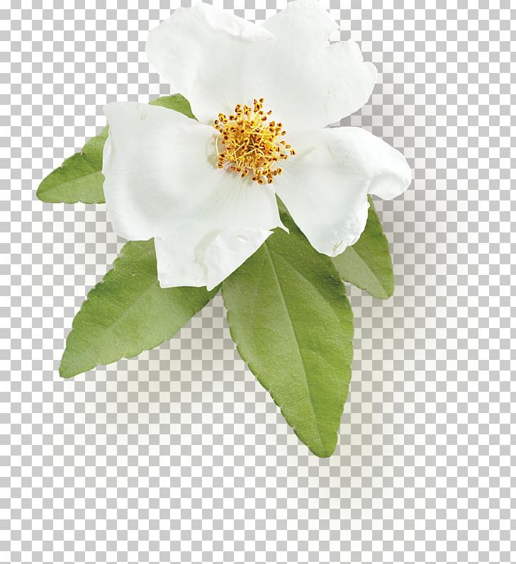 Sasanqua Camellia Rose Family PNG, Clipart, Camellia, Camellia Sasanqua, Family, Flower, Flowering Plant Free PNG Download