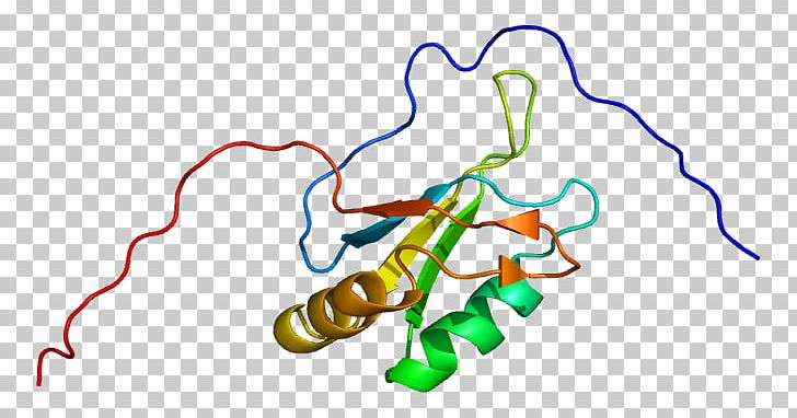 Serine/arginine-rich Splicing Factor 1 Alternative Splicing RNA Splicing Primary Transcript PNG, Clipart, Area, Arginine, Artwork, Cell, Hand Free PNG Download