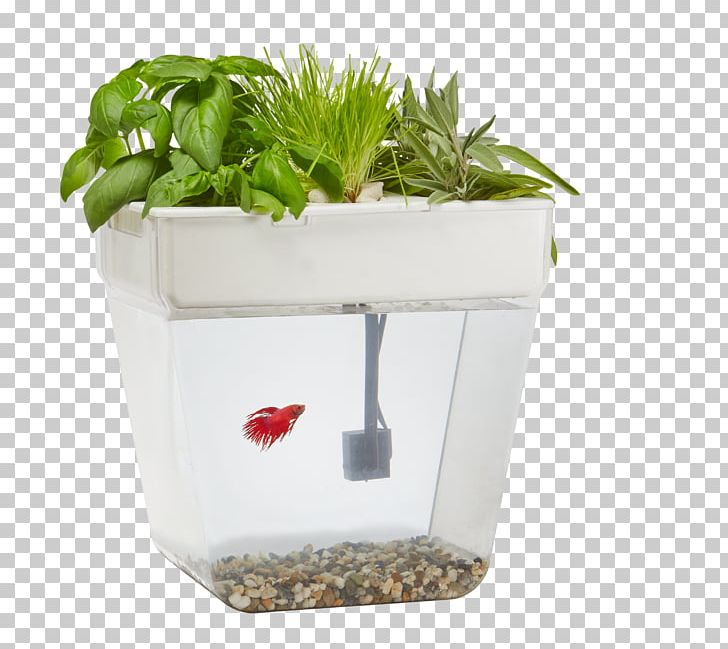 Siamese Fighting Fish Aquaponics Back To The Roots Water Garden Aquarium PNG, Clipart, Aquaponics, Aquarium, Aquariums, Back To The Roots, Back To The Roots Water Garden Free PNG Download