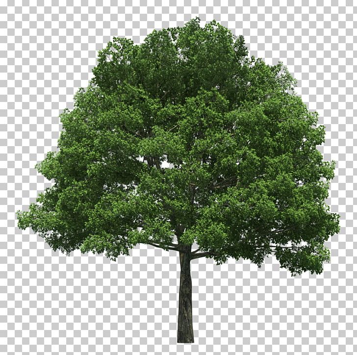 Evergreen Tree Planting Arborist Arbor Day PNG, Clipart, Branch, Callery Pear, Community Forestry, Evergreen, Fruit Tree Free PNG Download