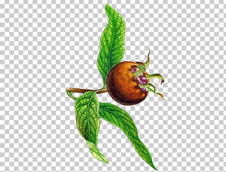 Vegetable Medlar Fruit PNG, Clipart, Eau De Vie, Food, Fruit, Medlar, Organism Free PNG Download