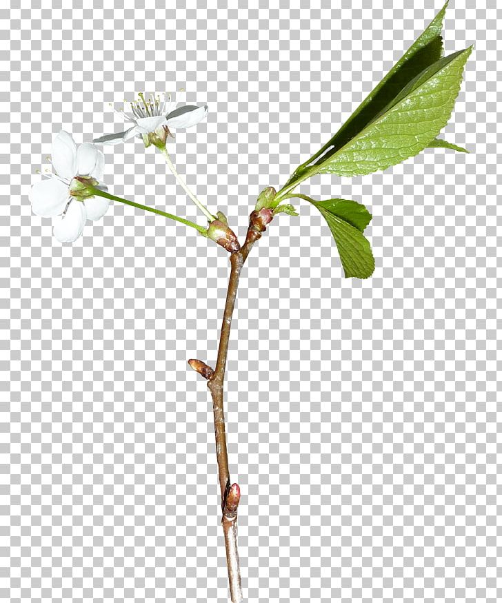 Blossom Fruit Tree Flower PNG, Clipart, Blossom, Branch, Bud, Flower, Flowering Plant Free PNG Download