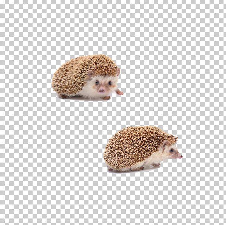 Domesticated Hedgehog Fur Porcupine Domestication PNG, Clipart, 3d Animation, Animal, Animals, Animation, Anime Character Free PNG Download