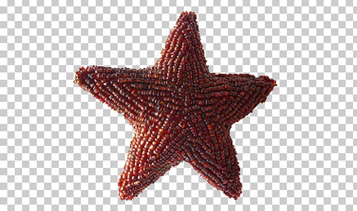 Starfish Christmas Poinsettia PNG, Clipart, Animals, Bethlehem, Christmas, Christmas Star, Echinoderm Free PNG Download