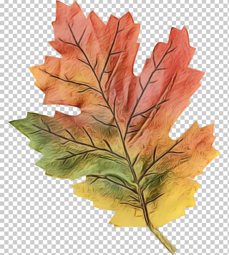 Leaf Maple Leaf / M Twig Tree Plant Structure PNG, Clipart, Biology, Leaf, Maple Leaf M, Paint, Plant Free PNG Download