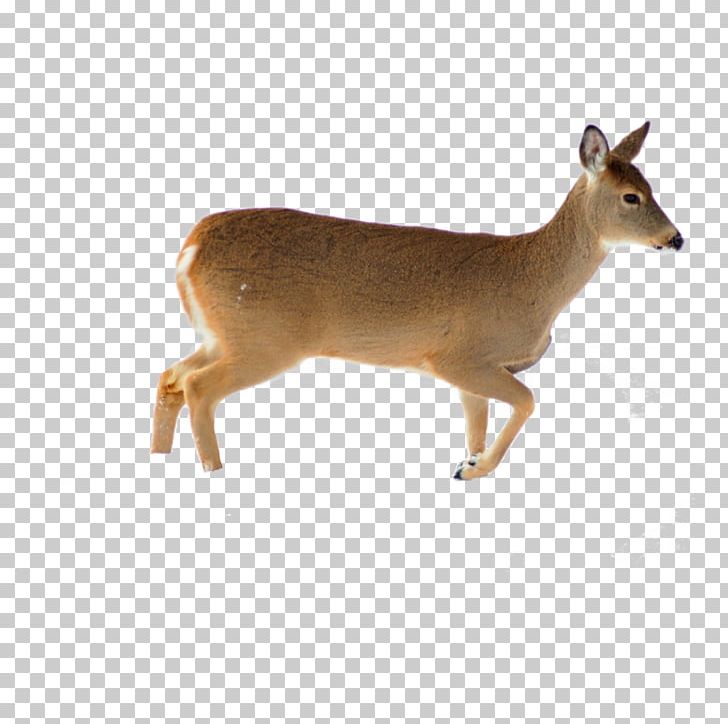 Red Deer White-tailed Deer Roe Deer Reflection PNG, Clipart, Animal Figure, Animals, Antelope, Antler, Child Free PNG Download