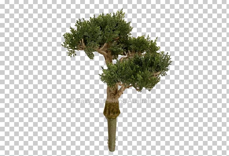 Bonsai Flowerpot Plant Tree Greenery Imports PNG, Clipart, Australia, Australians, Bonsai, Branch, Conifer Free PNG Download