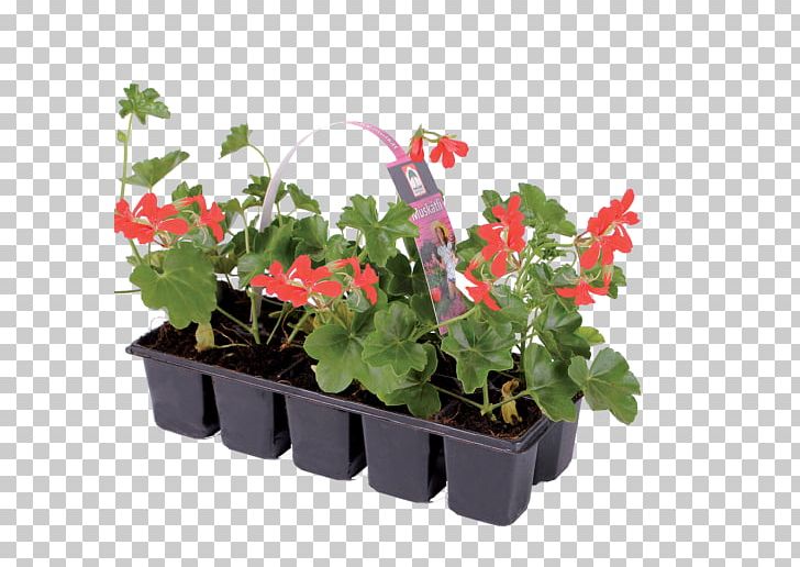 Ivy Geranium Houseplant Flowerpot Annual Plant PNG, Clipart, Annual Plant, Flower, Flowering Plant, Flowerpot, Geraniaceae Free PNG Download