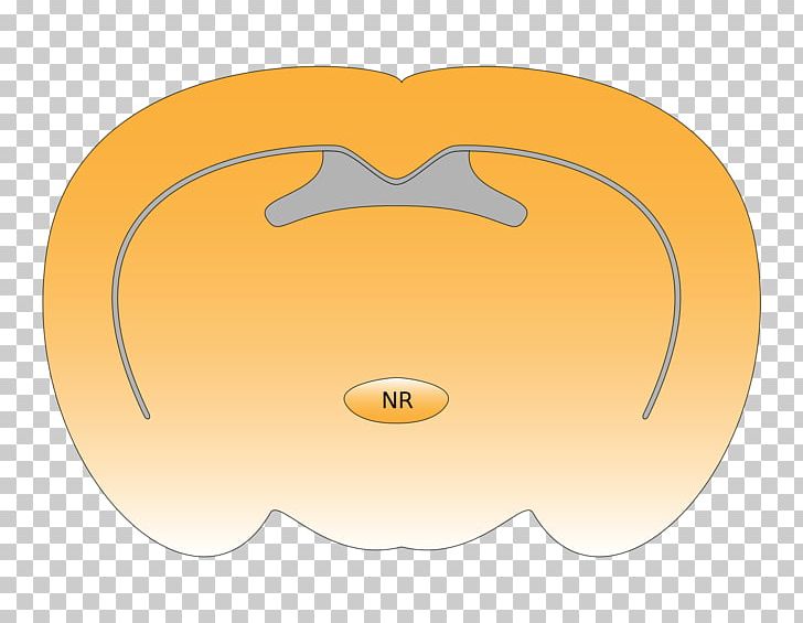 Nucleus Reuniens Paratenial Nucleus Thalamus Product Design Brain PNG, Clipart, Animated Cartoon, Brain, Nucleus, Orange, People Free PNG Download
