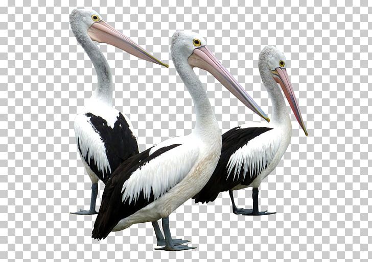 Pelican Bird Columbidae PNG, Clipart, Animals, Beak, Bird, Bird Flight, Ciconiiformes Free PNG Download
