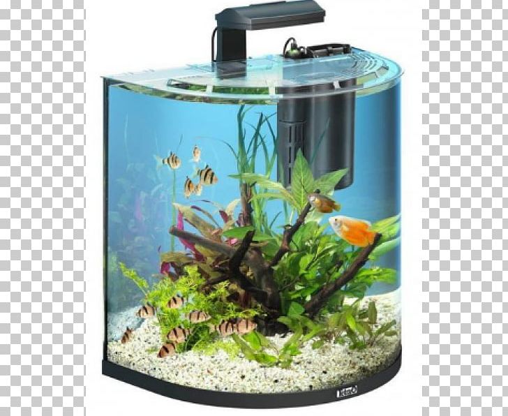 Siamese Fighting Fish Goldfish Tetra Aquarium PNG, Clipart, Animals, Aquarium, Aquarium Decor, Aquarium Filters, Aquatic Plant Free PNG Download