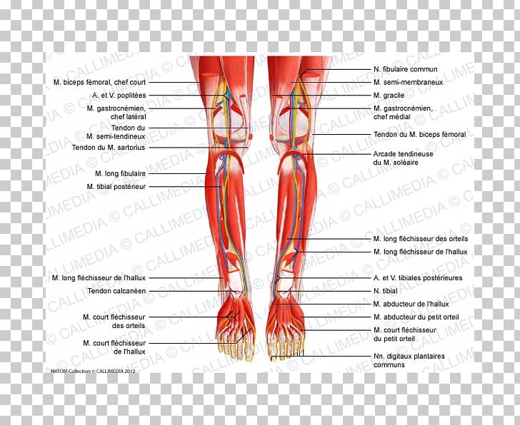 Tibialis Posterior Muscle Peroneus Longus Tibialis Anterior Muscle Knee PNG, Clipart, Anatomy, Arm, Artery, Blood Vessel, Crus Free PNG Download