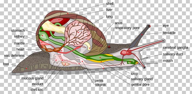 Gastropods Cephalopod Land Snail Cornu Aspersum PNG, Clipart, Anatomy, Cephalopod, Cornu Aspersum, Diagram, Ear Free PNG Download