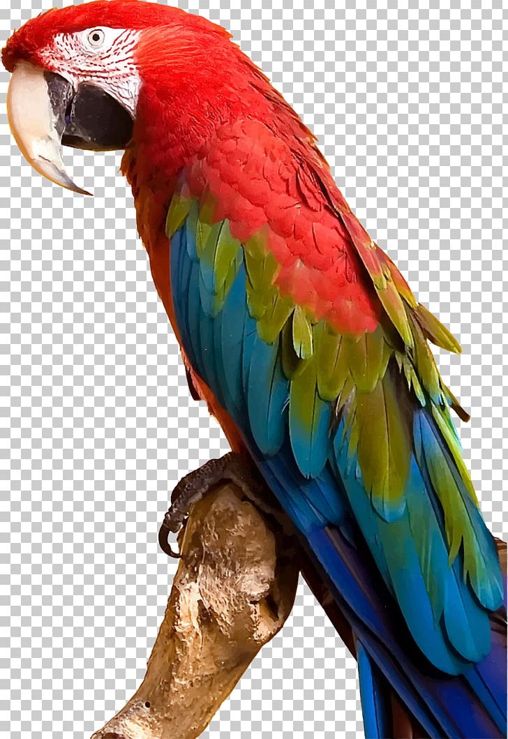 Parrot Bird Parakeet Macaw PNG, Clipart, Animals, Beak, Bird, Blueandyellow Macaw, Clip Art Free PNG Download