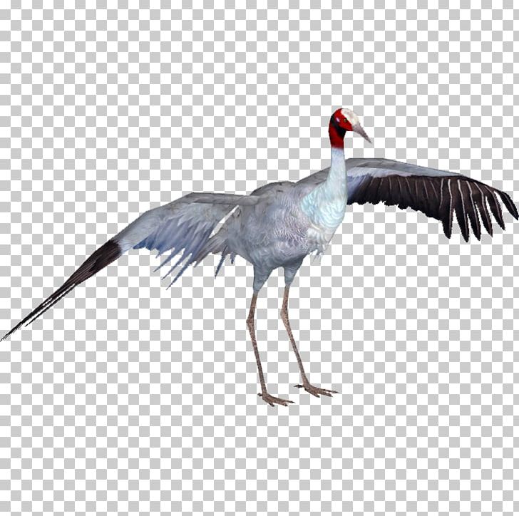 Zoo Tycoon 2 Crane Bird Heron PNG, Clipart, Animal, Antigone, Beak, Bird, Common Crane Free PNG Download