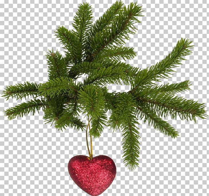 Christmas Tree PNG, Clipart, Branch, Case, Christmas, Christmas Decoration, Christmas Lights Free PNG Download