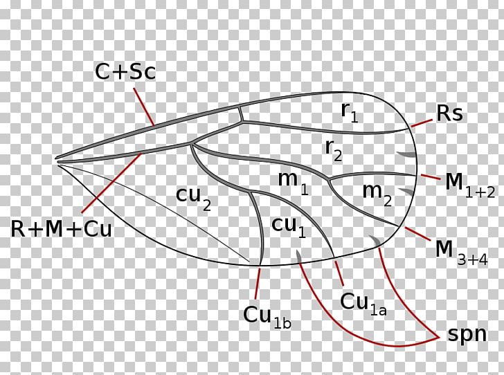 Insect Wing Jumping Plant Louse Coccoidea Animal PNG, Clipart, Angle, Animal, Animals, Area, Circle Free PNG Download