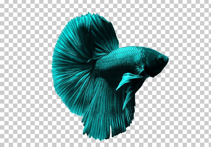 Siamese Fighting Fish Goldfish Aquarium Ornamental Fish PNG, Clipart, Animals, Aquarium, Betta, Bubble Nest, Fin Free PNG Download