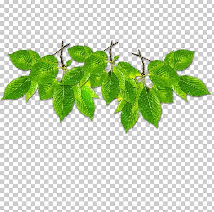 Branch Green Leaf Computer File PNG, Clipart, Border, Border Frame, Branch, Branches, Certificate Border Free PNG Download