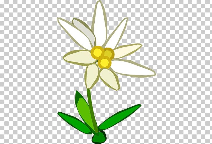 Edelweiss PNG, Clipart, Artwork, Computer, Cut Flowers, Daisy, Download Free PNG Download