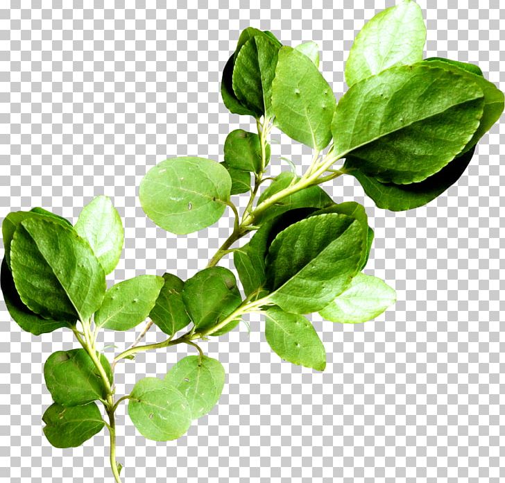 Leaf Vegetable Branch Plant Stem PNG, Clipart, Basil, Birch, Branch, Cloud, Flower Free PNG Download