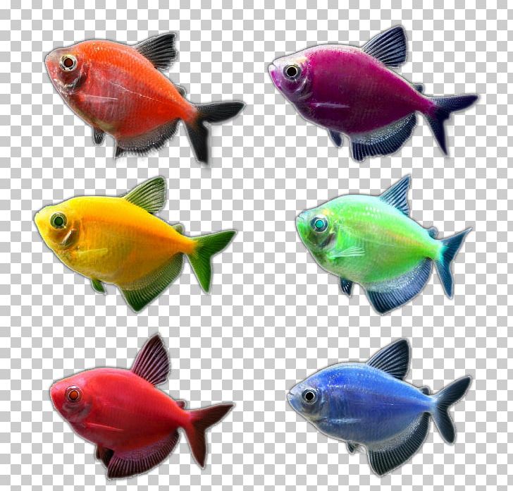 Goldfish Aquariums GloFish Tetra PNG, Clipart, Animals, Aquarium, Aquariums, Blue, Color Free PNG Download